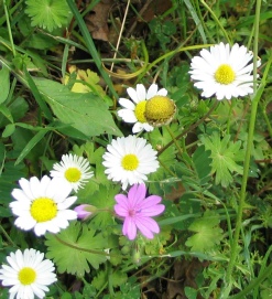 Bellis perennis